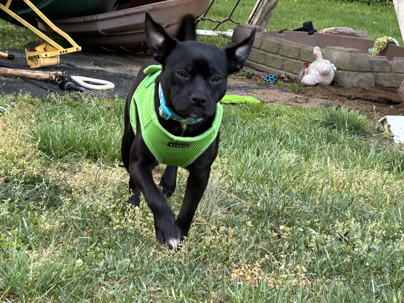 A young small-sized male Pug dog named Nugget for adoption in Mount Royal, NJ