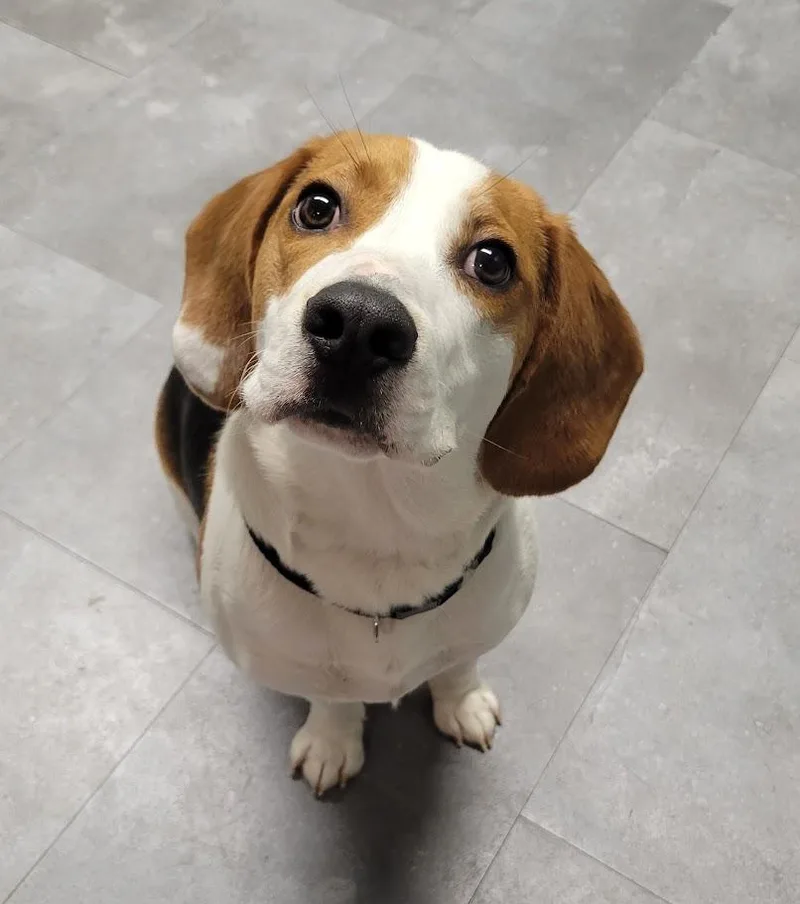 A young medium-sized male Tricolor (Brown, Black, & White) Beagle dog named Elliott for adoption in Lisbon, OH
