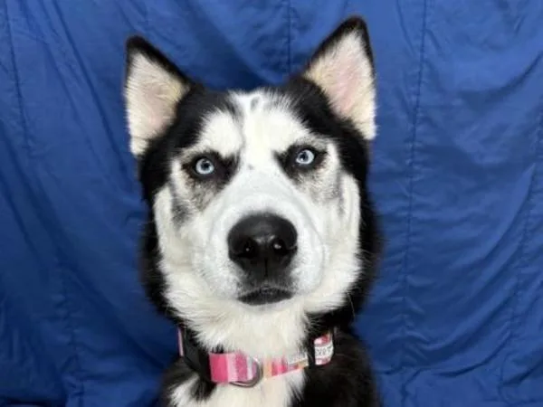 An adult medium-sized female Siberian Husky dog named Fiona for adoption in Portland, OR