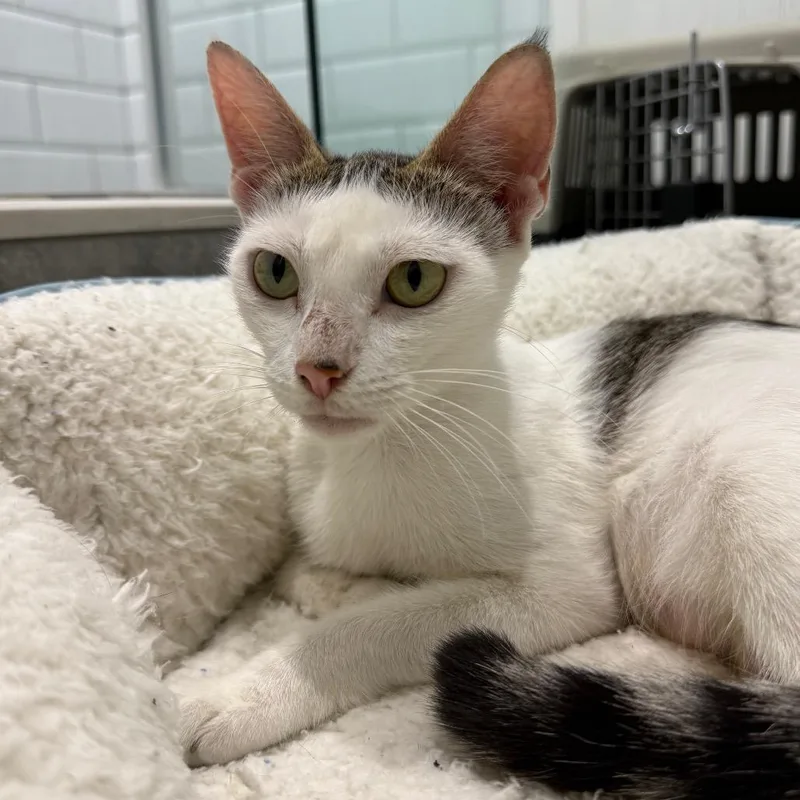 A young medium-sized female White Domestic Short Hair cat named Eloise for adoption in Seminole, FL