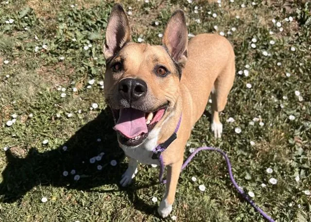 An adult large-sized male Terrier dog named Nacho for adoption in Colorado Springs, CO