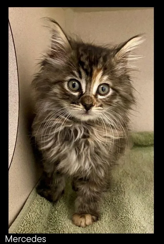 A baby medium-sized female Domestic Long Hair cat named Mercedes for adoption in Chino Valley, AZ