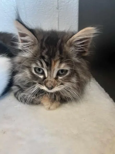 Mercedes thumbnail 2