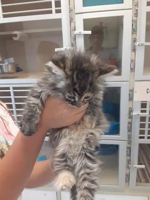 Mercedes thumbnail 3