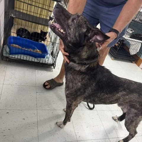 An adult medium-sized male Shepherd dog named Shep for adoption in Marble, NC
