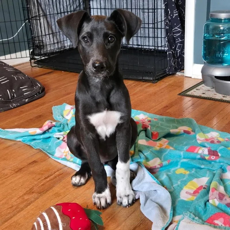 A baby medium-sized female Black Husky dog named Nelly for adoption in Lincoln, NE