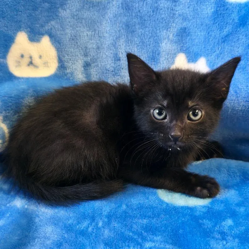 A baby small-sized female Black Domestic Short Hair cat named Tinkerbell for adoption in Mount Juliet, TN