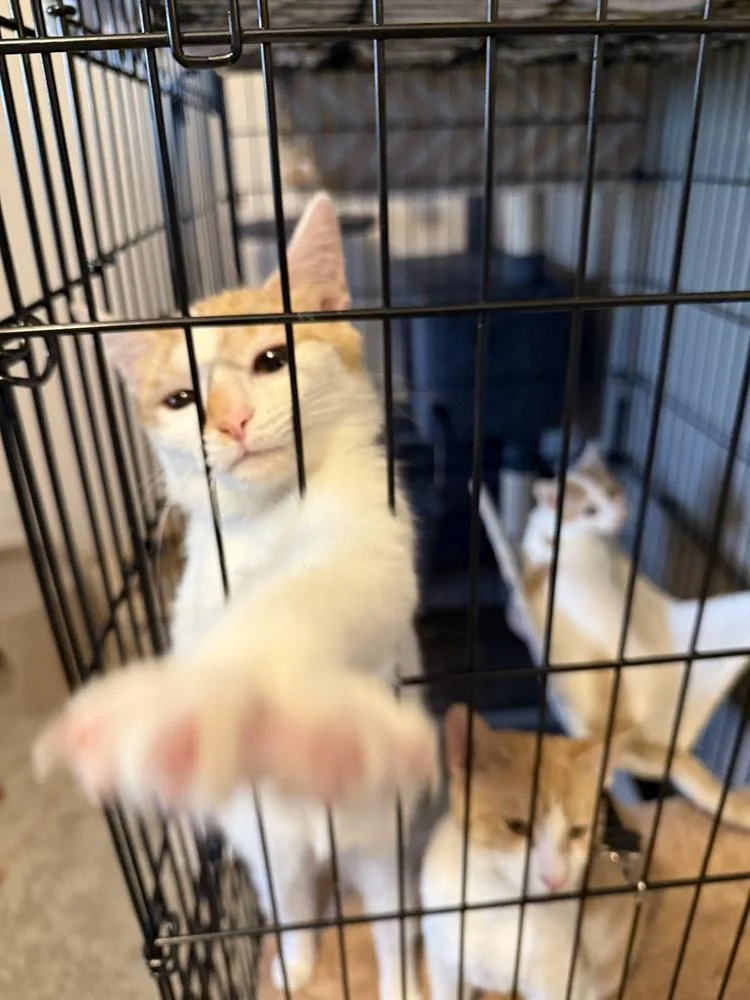 A baby small-sized female Domestic Short Hair cat named Salsa G. for adoption in Peoria, IL