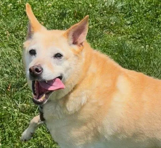 A senior medium-sized male Golden Labrador Retriever dog named Duke for adoption in Culpeper, VA