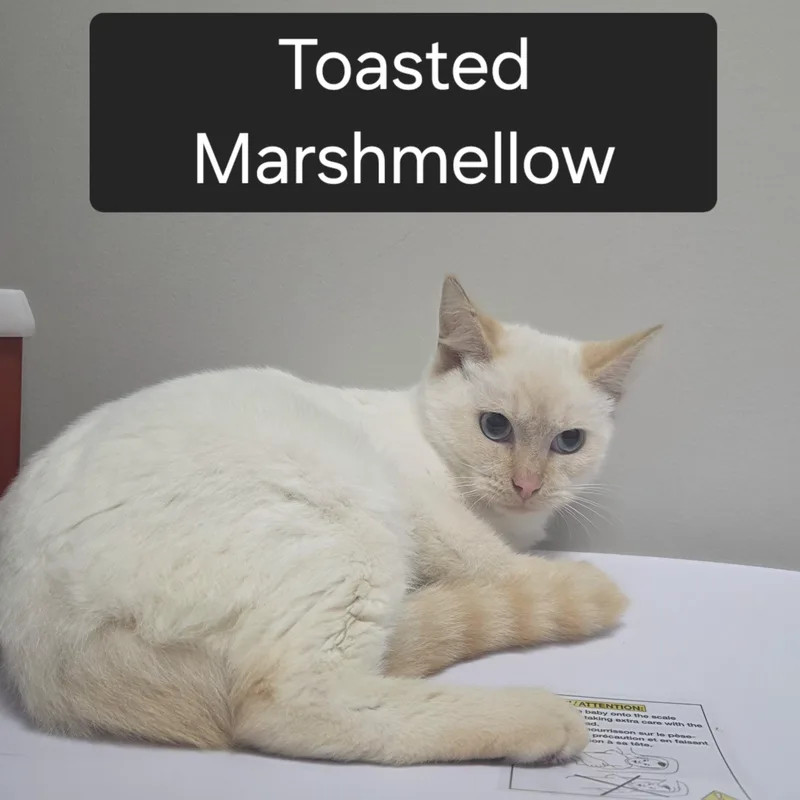 A young medium-sized male Buff & White Domestic Short Hair cat named T. Coconut for adoption in Snow Hill, NC