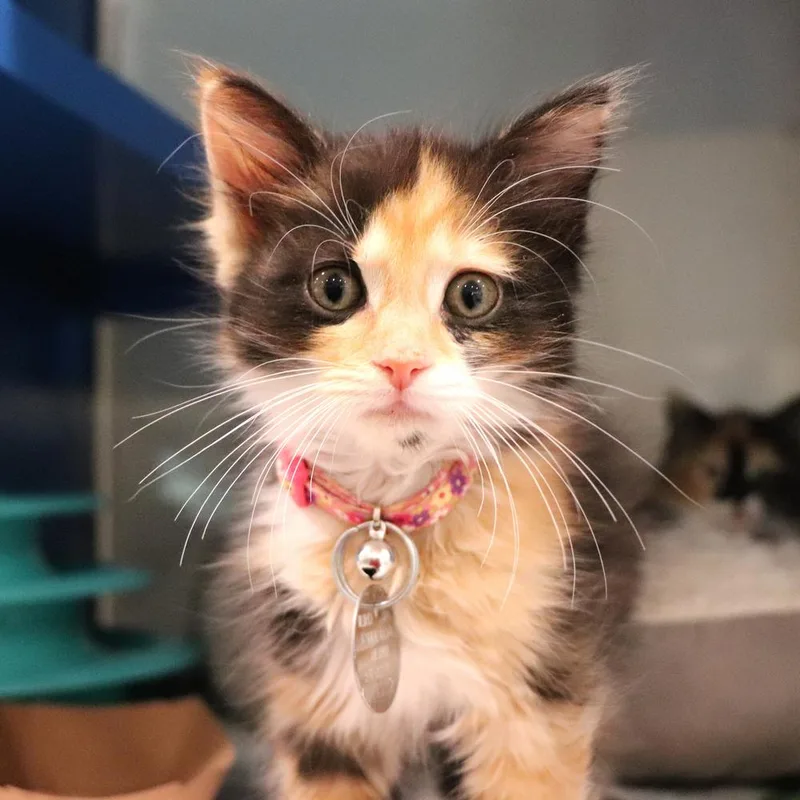 A baby small-sized female Domestic Short Hair cat named Kettle for adoption in Port Washington, NY