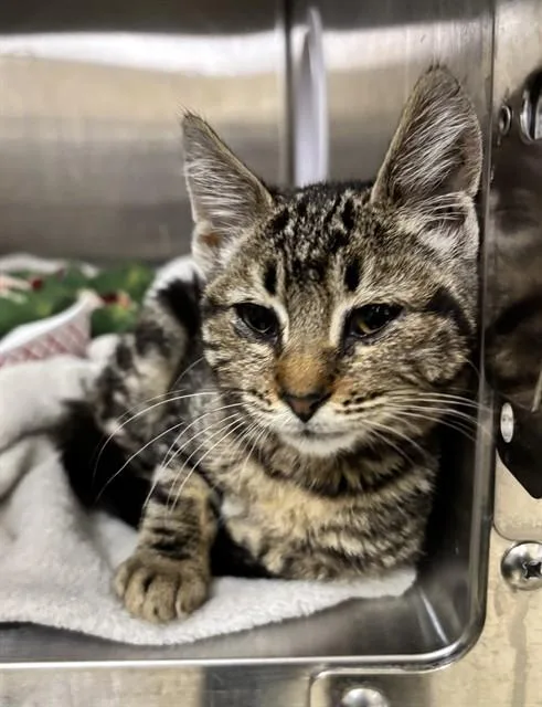 A baby small-sized female Domestic Short Hair cat named Wren for adoption in Fremont, CA