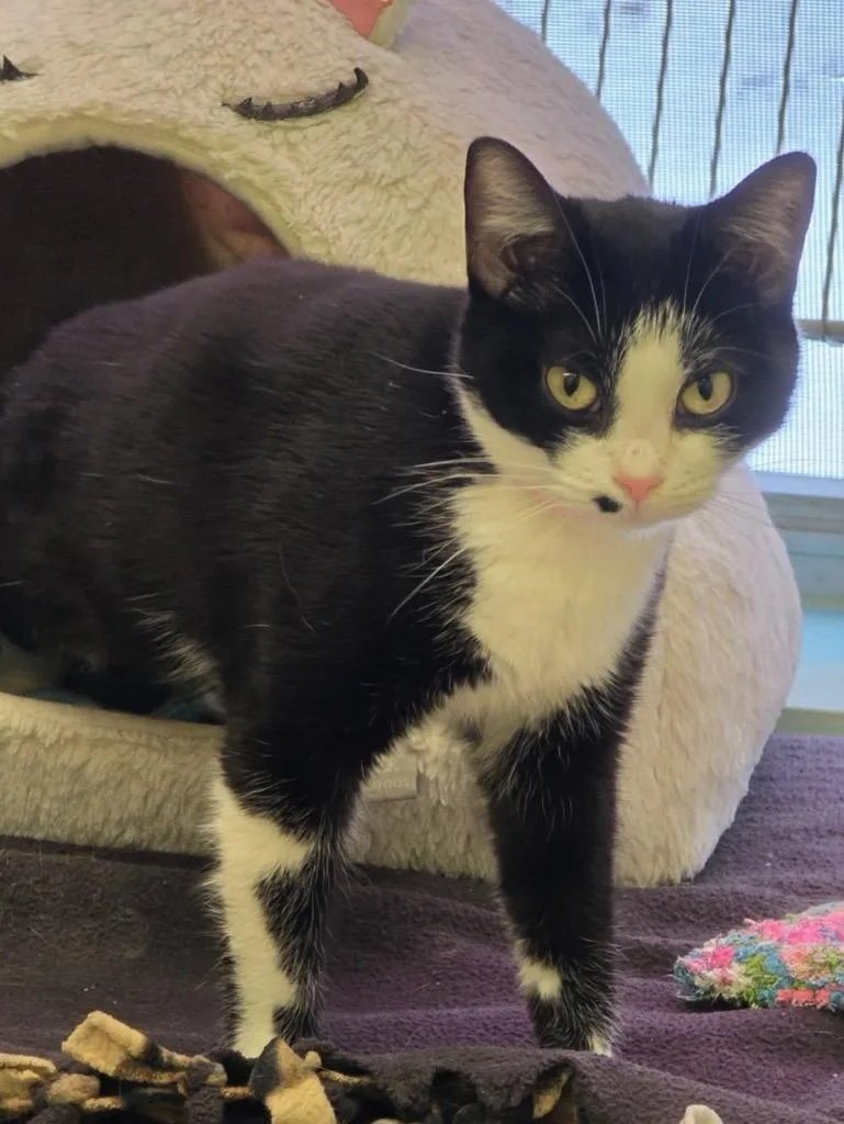 A young medium-sized female Domestic Short Hair cat named Diolinda for adoption in Muskegon, MI