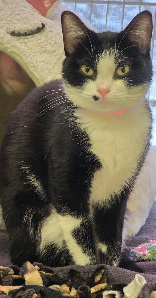 Diolinda thumbnail 3