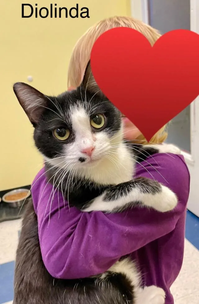 Diolinda thumbnail 4