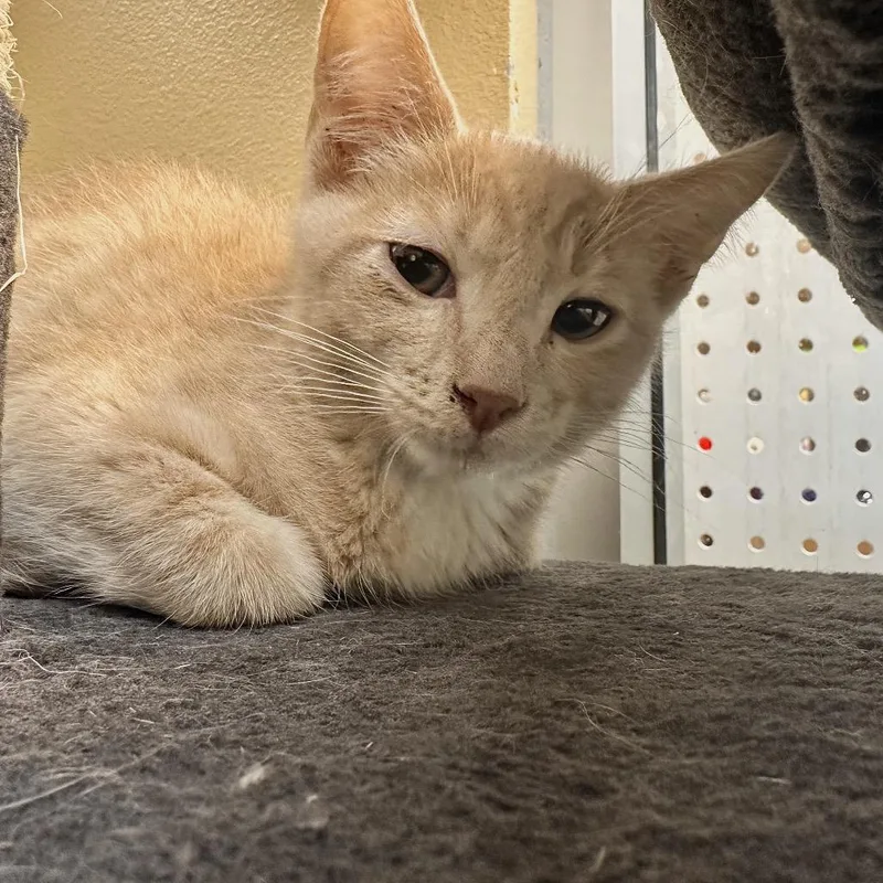 A baby small-sized male Cream / Ivory Domestic Short Hair cat named Jasper for adoption in Las Vegas, NV