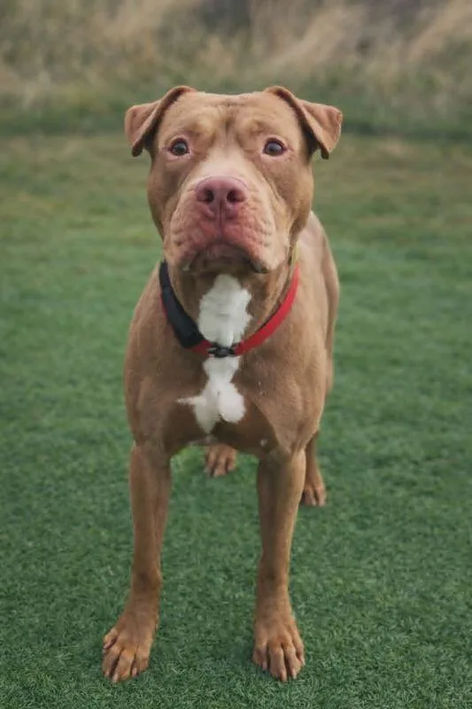 An adult large-sized male Brown / Chocolate Pit Bull Terrier dog named Creed for adoption in Fruit Heights, UT