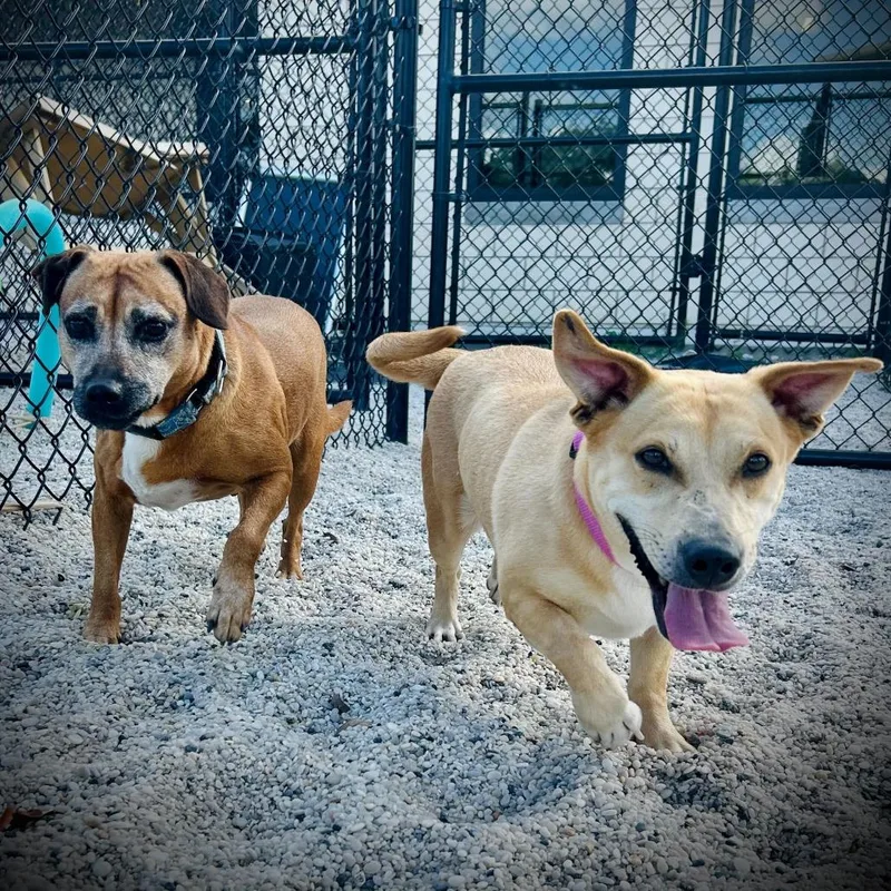 An adult medium-sized female Yellow / Tan / Blond / Fawn Mixed Breed dog named Kate for adoption in Englewood, FL