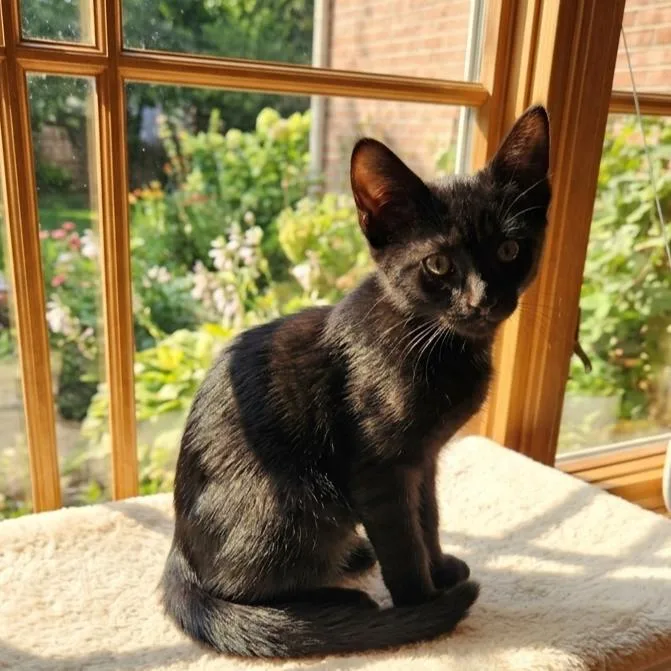 A baby large-sized male Black Domestic Short Hair cat named Jack Black for adoption in Allen, TX