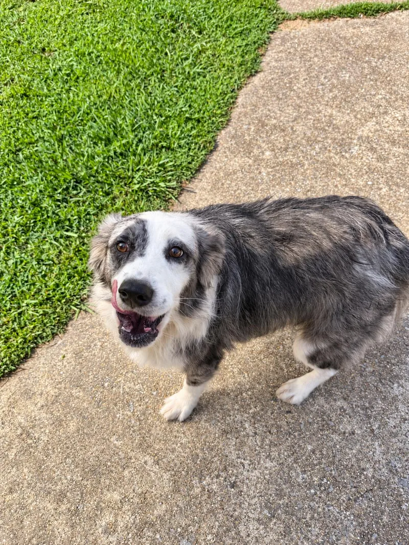 A young medium-sized male Australian Cattle Dog / Blue Heeler dog named Gus for adoption in Pembroke, MA