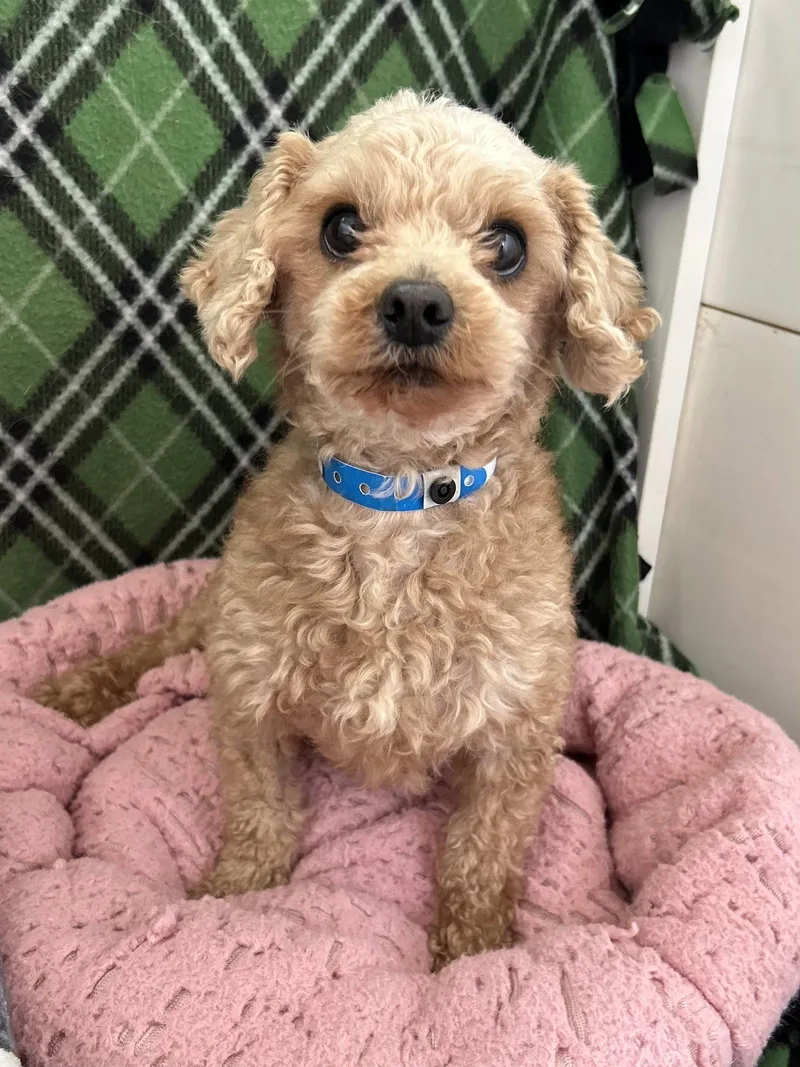 An adult small-sized male Poodle dog named Fritz Mar for adoption in Pacolet, SC