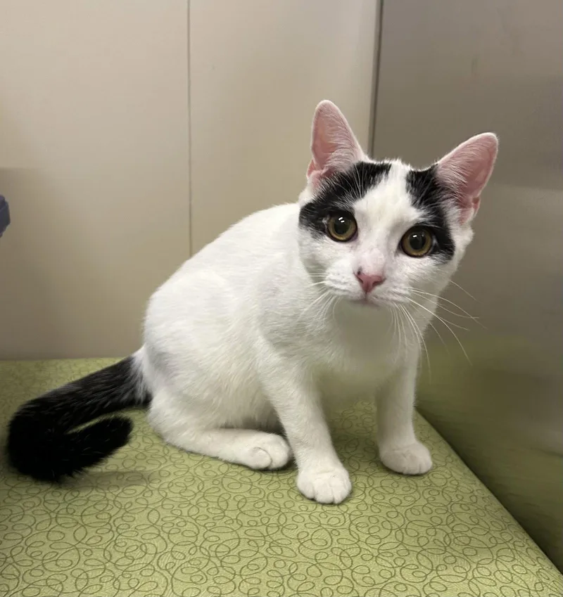 A young medium-sized male Domestic Short Hair cat named Chester for adoption in Arlington, VT