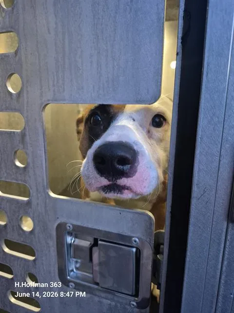 A young medium-sized male American Staffordshire Terrier dog named Mitch for adoption in San Antonio, TX