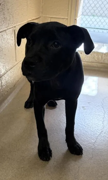 A baby medium-sized female Mixed Breed dog named Vada for adoption in West Chester, PA