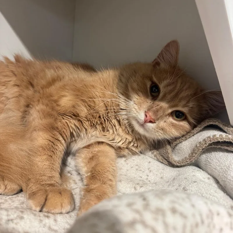 Siberious thumbnail 2