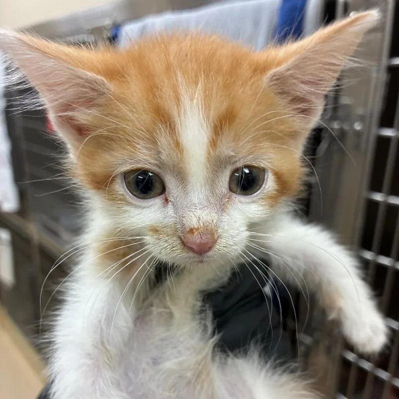 A baby small-sized male White Domestic Short Hair cat named Ralph Darker orange for adoption in Winston-Salem, NC