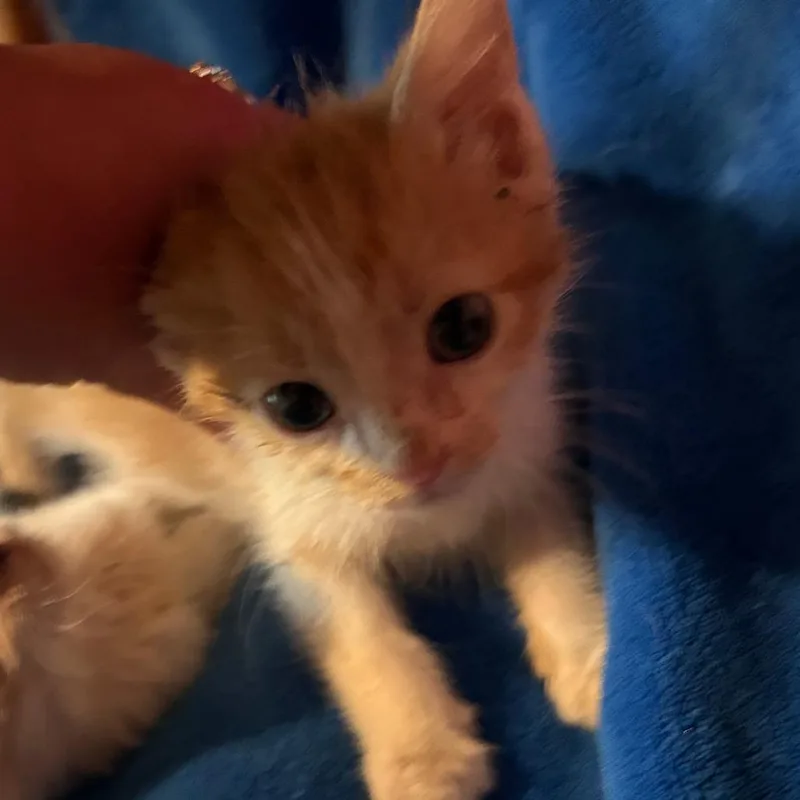 Ralph  Darker orange thumbnail 2