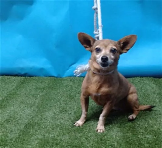A senior small-sized female Chihuahua dog named Nicki for adoption in Gardena, CA