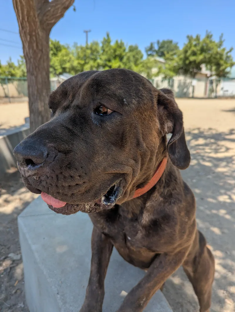 An adult large-sized female Mastiff dog named Tiffany for adoption in Bellflower, CA