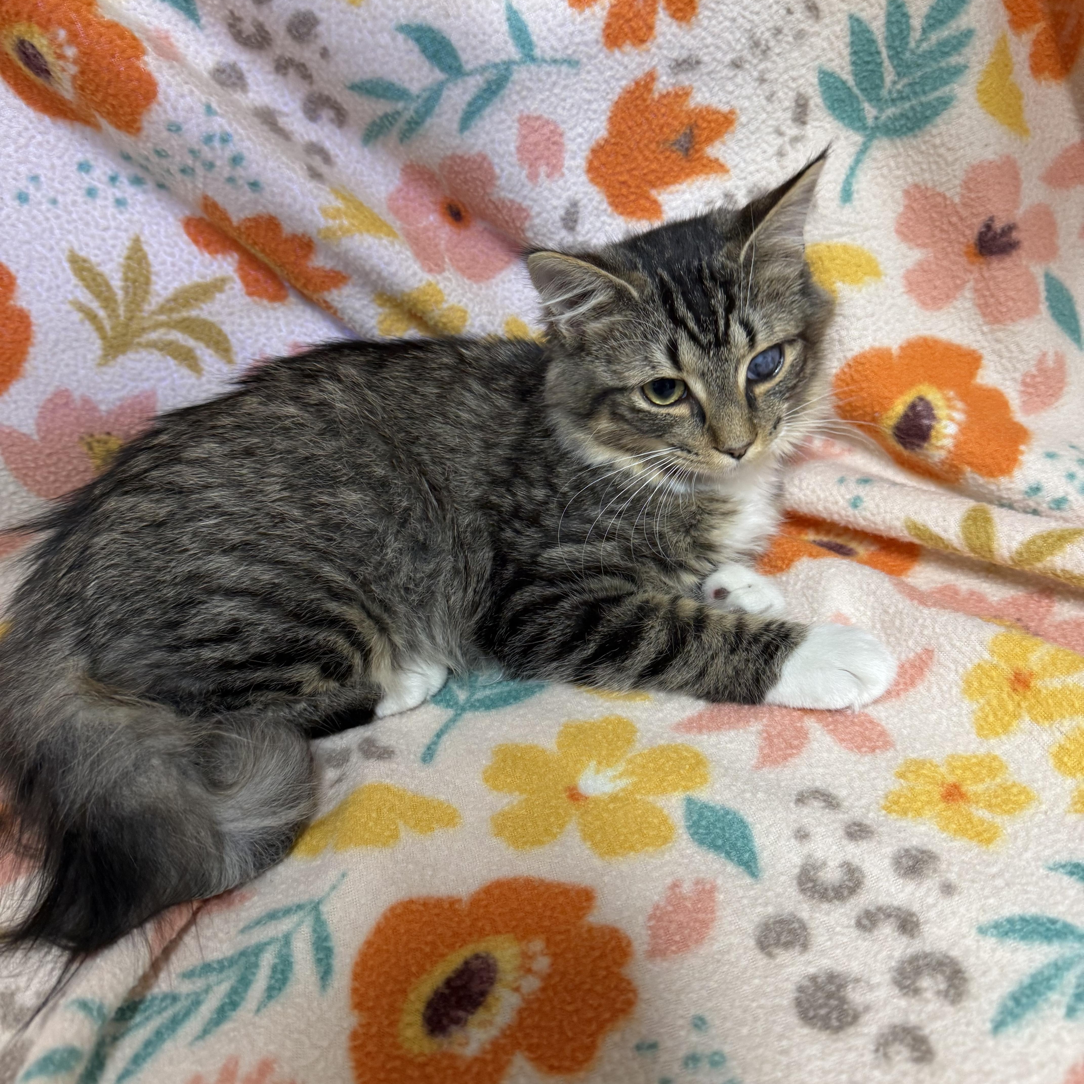 A baby medium-sized female Tabby (Brown / Chocolate) Domestic Medium Hair cat named Harley for adoption in Anderson, SC