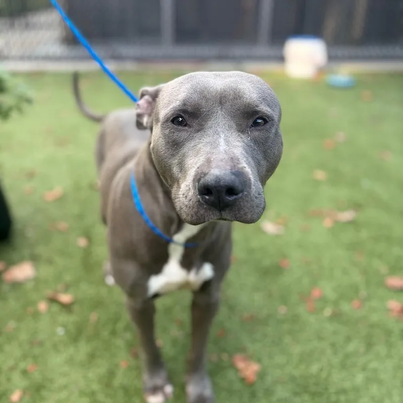 An adult large-sized female Pit Bull Terrier dog named Princess for adoption in Greensboro, NC