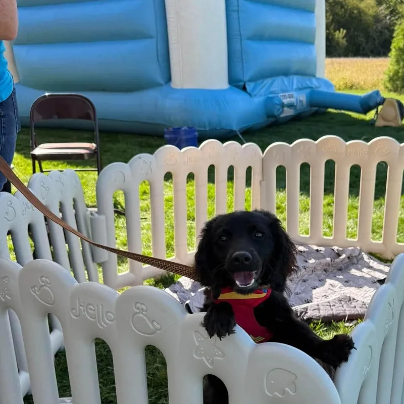 A young medium-sized female Poodle dog named Clove for adoption in Minooka, IL