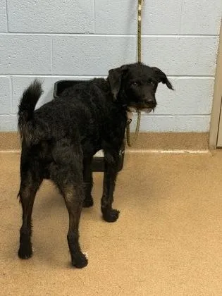 An adult large-sized male Mixed Breed dog named Lou for adoption in Chamblee, GA