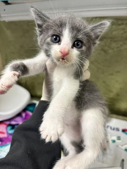 A baby medium-sized male Domestic Short Hair cat named Allen for adoption in Riverside, CA