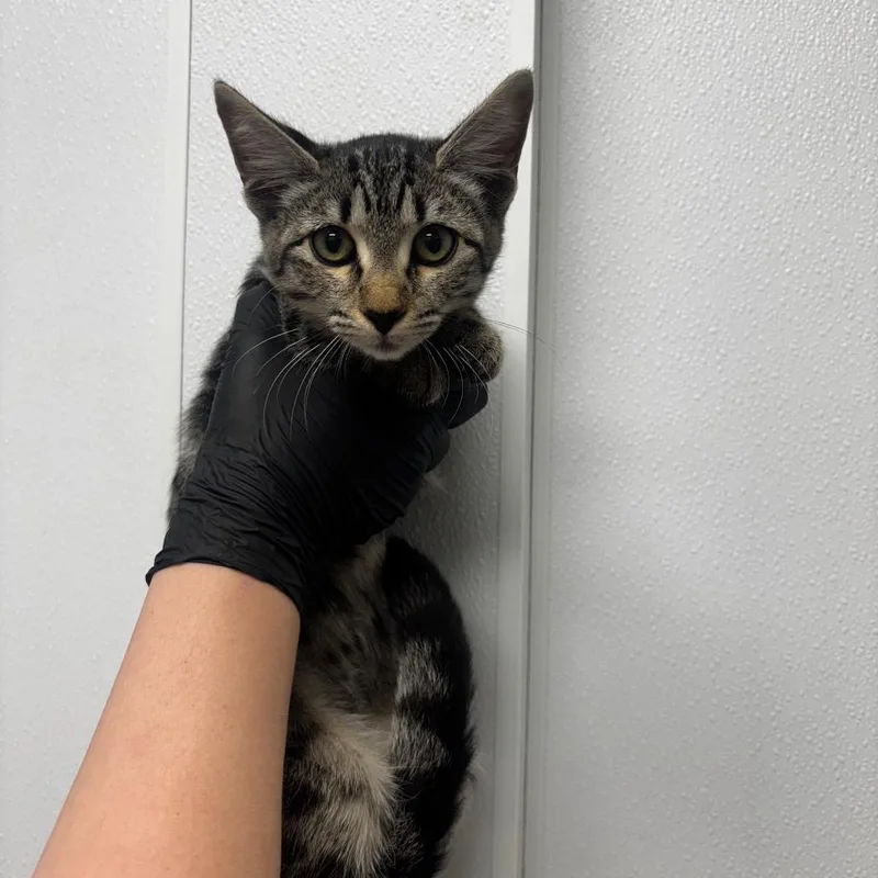 A baby small-sized female Black Domestic Short Hair cat named Molly for adoption in Abilene, TX
