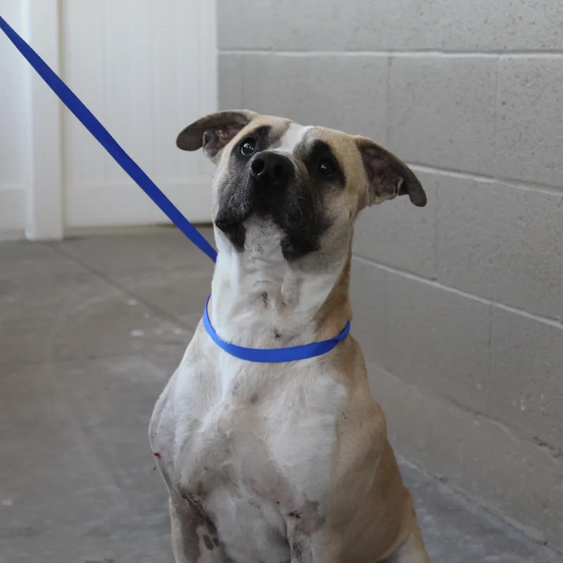 A young large-sized male White / Cream Pit Bull Terrier dog named Balboa for adoption in Yucca Valley, CA