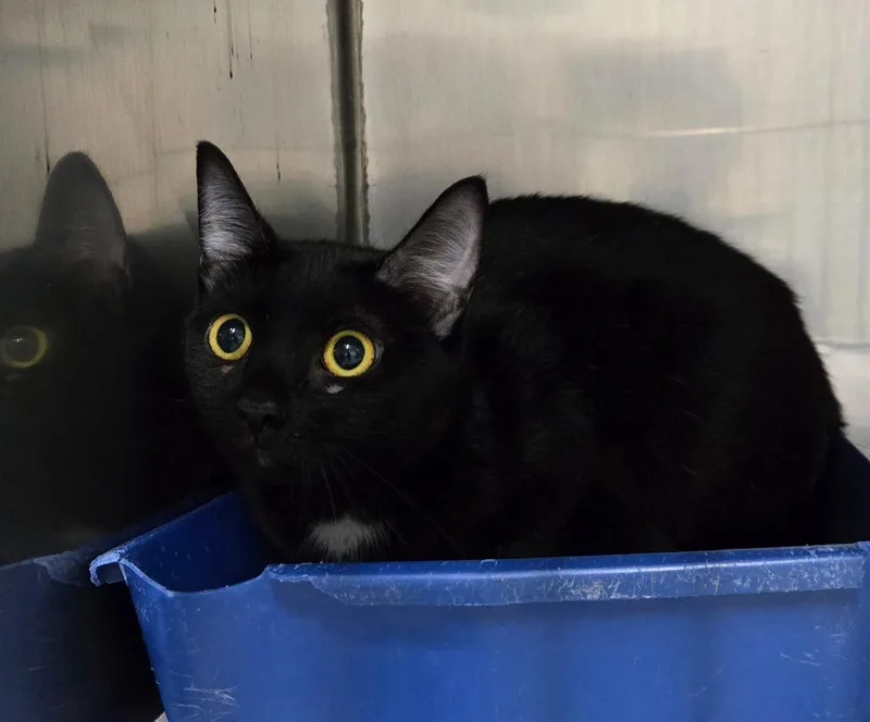 An adult medium-sized female Bombay cat named Bindy for adoption in Claremore, OK
