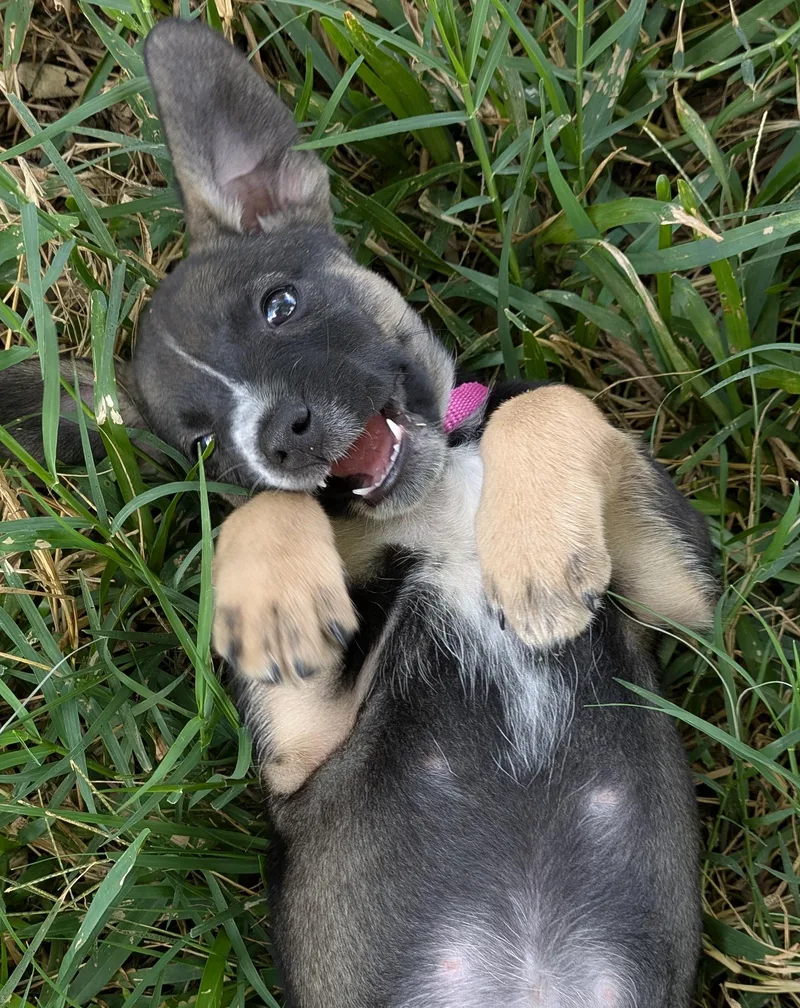 A baby small-sized female German Shepherd Dog dog named Everest for adoption in Bradenton, FL