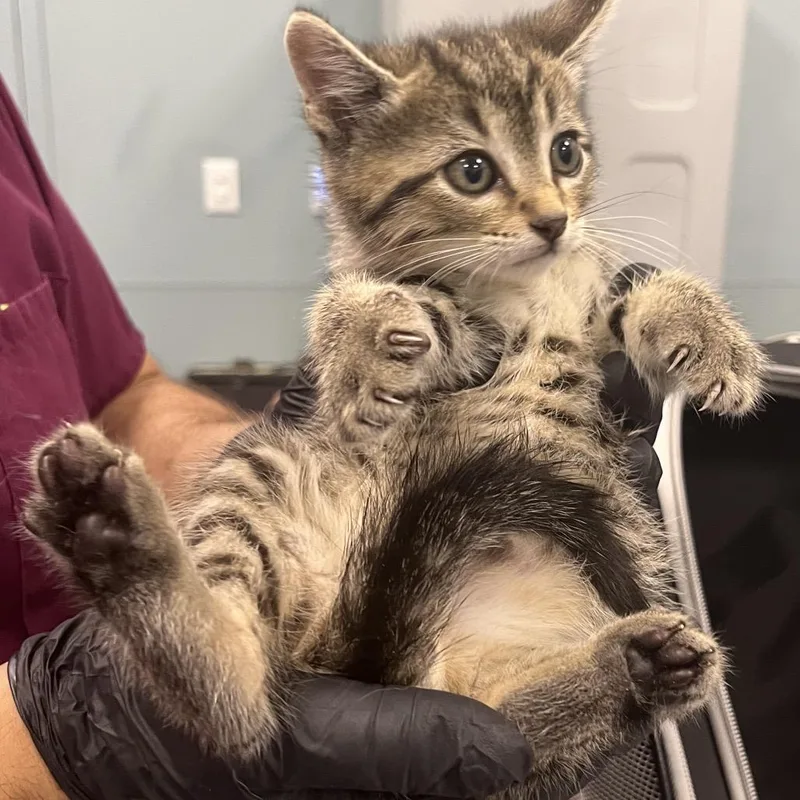 A baby small-sized male Brown / Chocolate Domestic Short Hair cat named Civic for adoption in Greensboro, NC