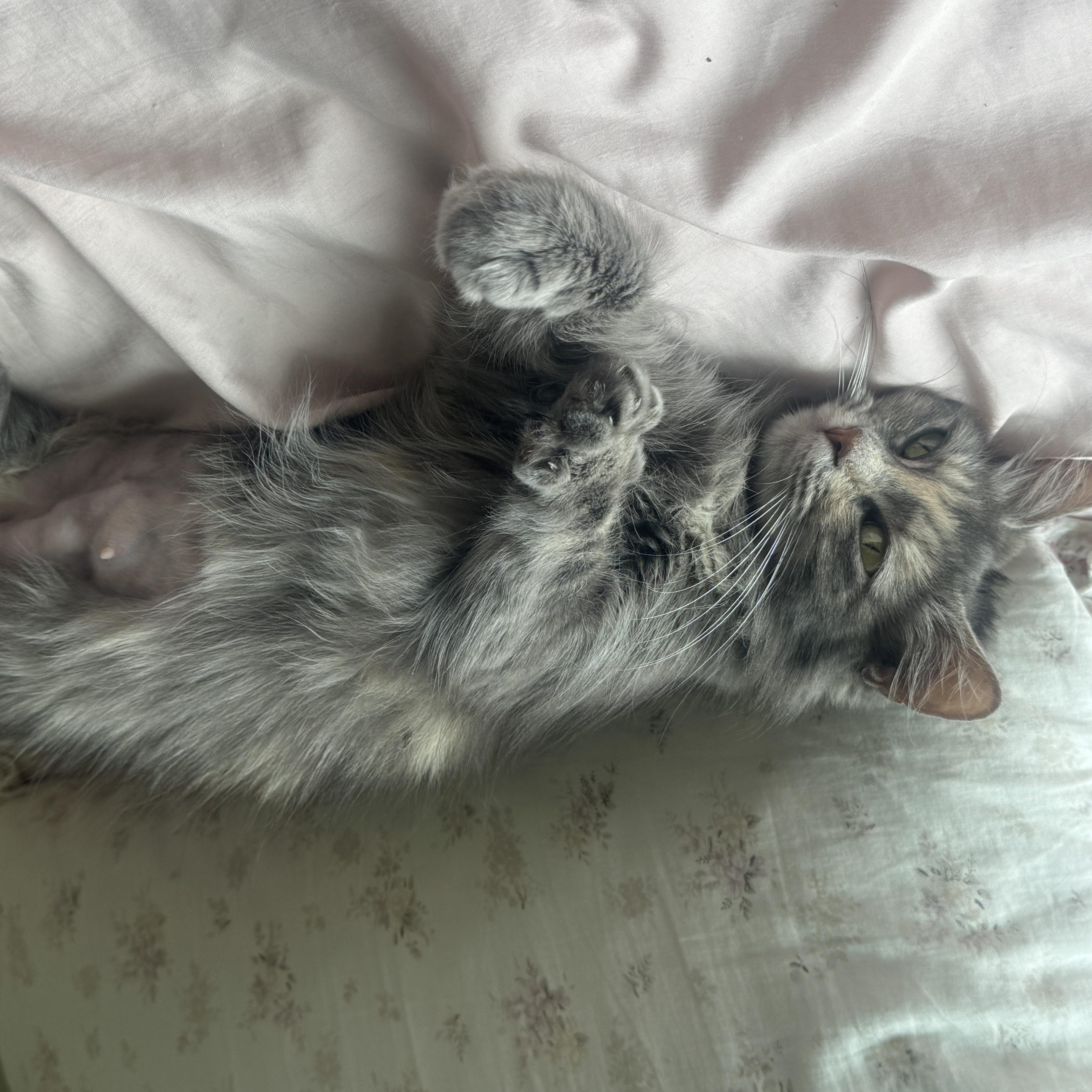 Esmeralda thumbnail 3