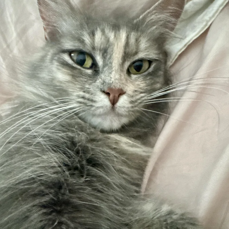 Esmeralda thumbnail 4