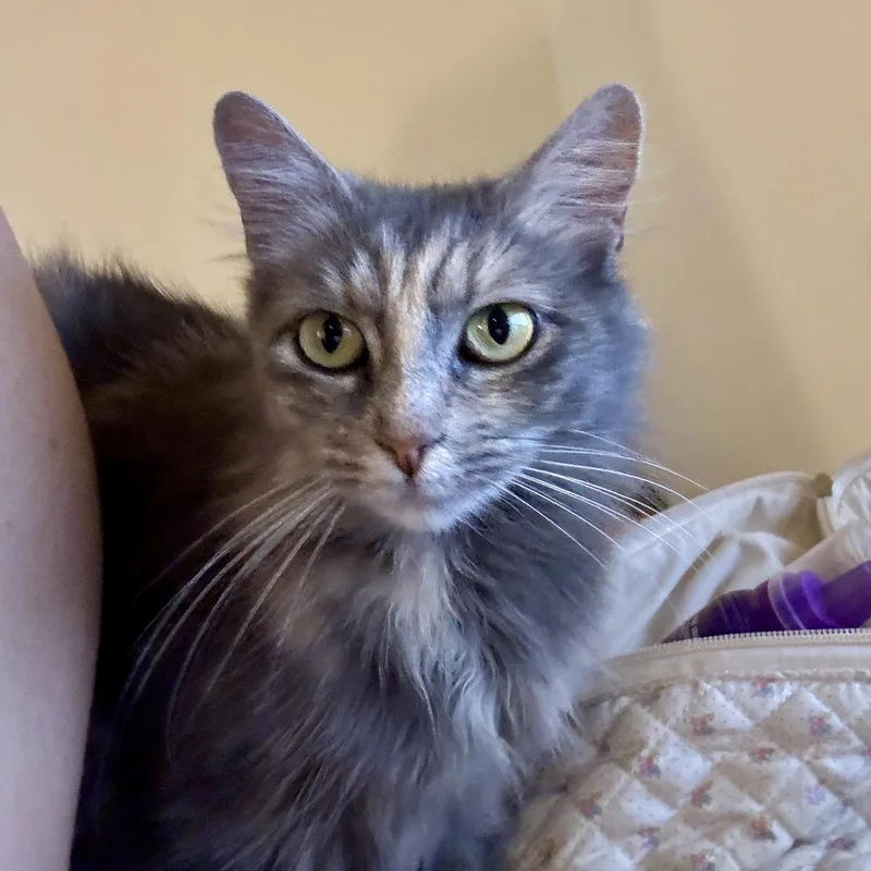 Esmeralda thumbnail 5