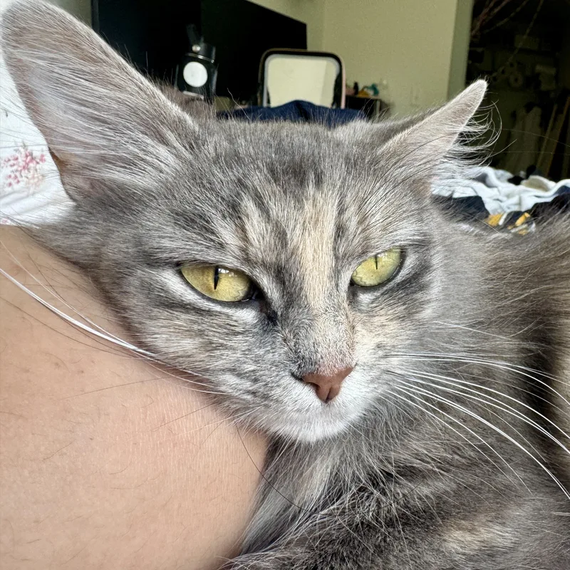 Esmeralda thumbnail 6