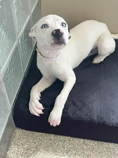 A baby medium-sized female Cattle Dog dog named Shea for adoption in Washington, DC