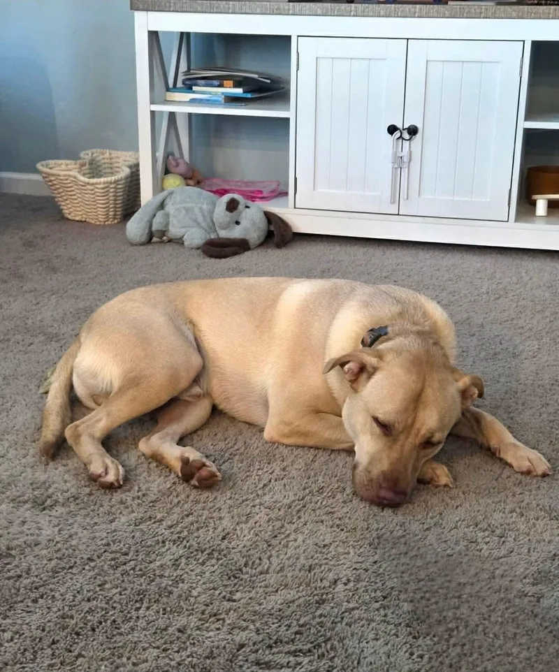 Buckley: Best Boy Looking