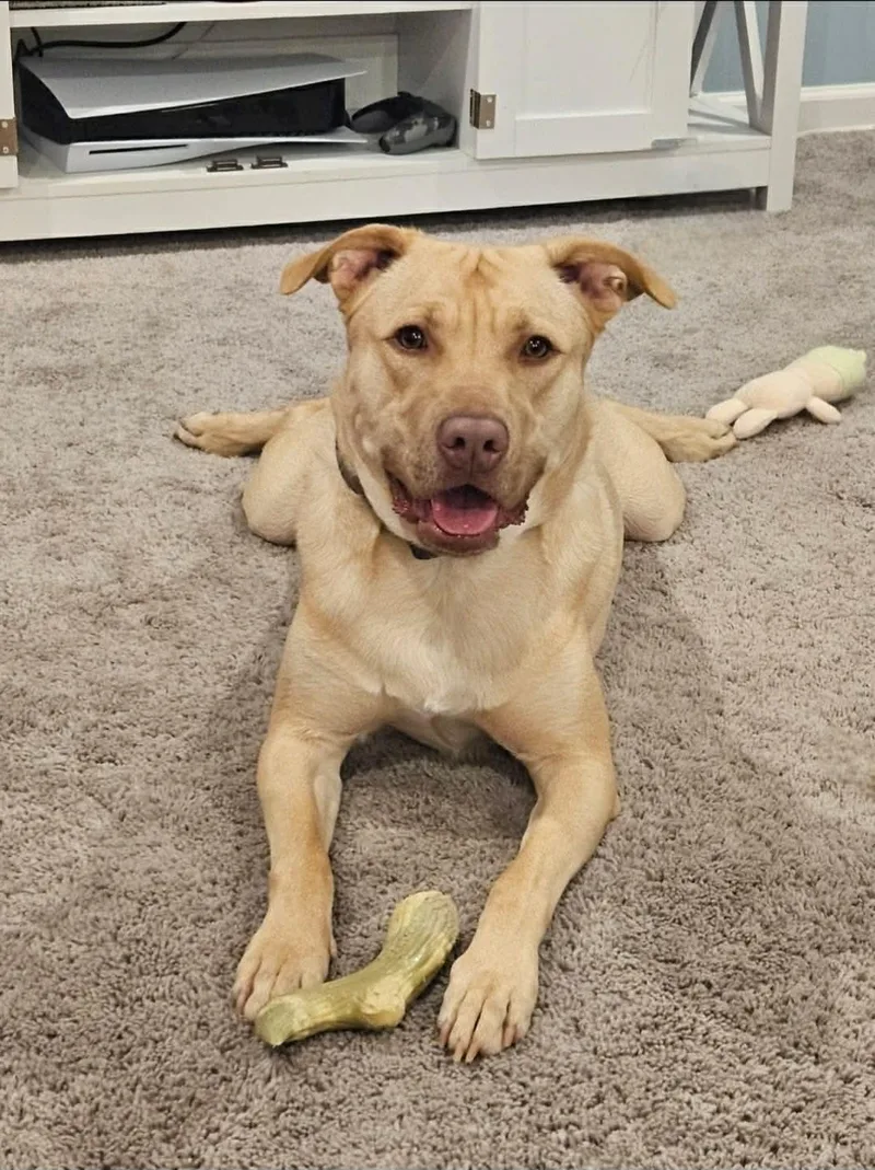 Buckley: Best Boy Looking thumbnail 3